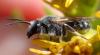 Lasioglossum sp.